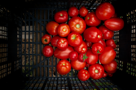 Fresh ripe healthy red tomatoes being stocked in plastic boxes juiceの写真素材