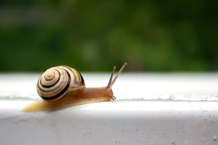 striped snail crawls on white wet background macroの写真素材