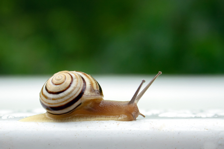 striped snail crawls slow on white wet background macroの写真素材