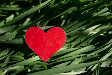 Red heart on grass background Valentines day conceptの写真素材