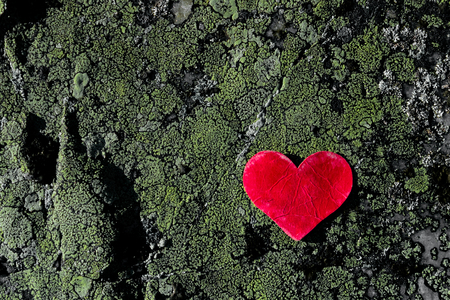 Red heart on green moss floor for Valentine's Day Romantic background texture with plenty text or copy space.の写真素材