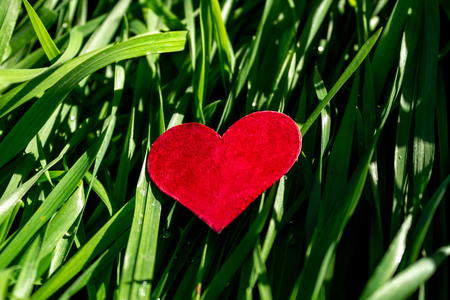 Red heart on grass background Valentine's Day conceptの写真素材
