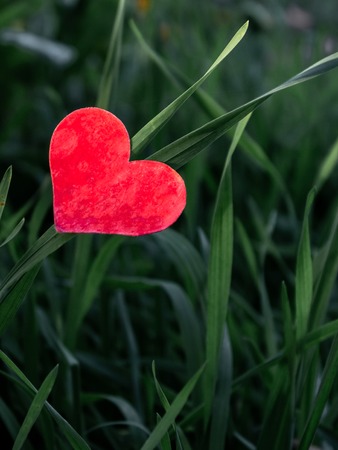 Valentine's Day background with heart on fresh grass gardenの写真素材