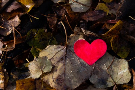 Valentine's Day background with heart and autumn leavesの写真素材