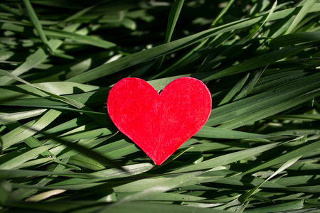 Valentine's Day heart on fresh grass garden in sunsetの写真素材