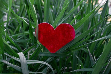Valentine's Day background with red heart and fresh grass gardenの写真素材