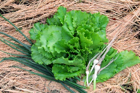 fresh green lettuce, onions young and garlic lay on strawの写真素材