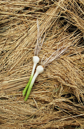 pair of heads of young garlic on a background of yellow strawの写真素材