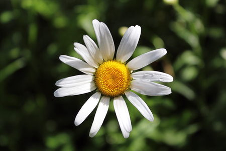 open daisy flower medicinal on grass background macro view from aboveの写真素材