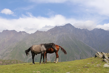 brown and gray horses stand against mountainsの写真素材