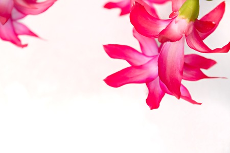 Spring flowers blossom on white background with copy spaceの写真素材