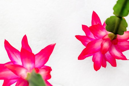 white background with spring flowers. spring nature background conceptの写真素材