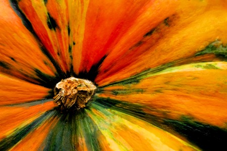 decorative pumpkins and autumn colors for halloween. Top view.の写真素材