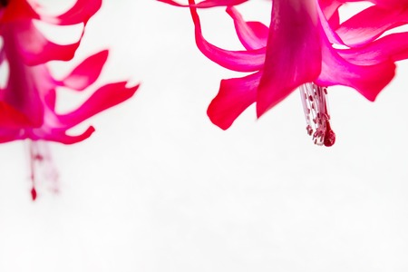 spring pink flowers isolated on white background. with space for inscriptionの写真素材