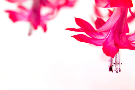Soft focus spring Blossom on nature white backgroundの写真素材