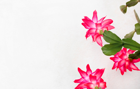 Flowering spring bush against nature background with copy spaceの写真素材