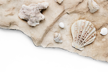 seashells and corals on stone with a white background for the inscriptionの写真素材