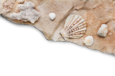 seashells and corals on a background of stone with a white background for the inscriptionの写真素材