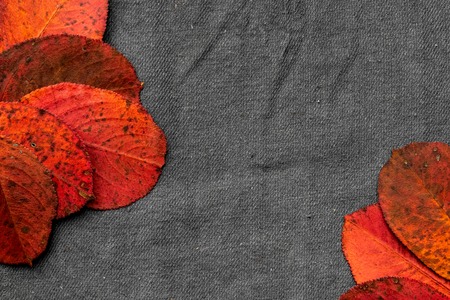 autumn composition of leaves on a gray background top view. Place for text, minimalism, insta,...