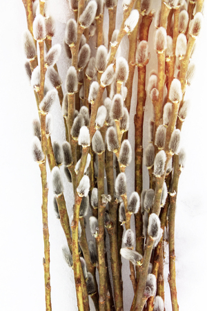 Sprig of fluffy willow on a light gray background, the concept of religious Eastwillow branches with a bouquet of fluffy gray cones in the sun, Easter backgrounder. front view with copy spaceの写真素材