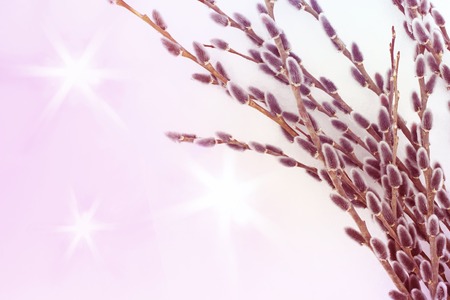 branches of gray willow with cones like an Easter card in pink and lilac shades, with stars on the background, copy spaceの写真素材