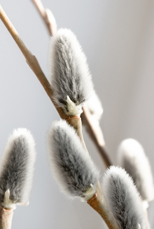 willow gray fluffy bumps removed closely on a light background, the concept of religious Easterの写真素材