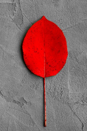 red smooth autumn leaf on a gray concrete background, autumn postcard, september 1