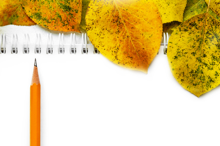 School white notebooks, pencil for left handed and autumn yellow leaves. Back to school concept. Creative flat lay leaves with copy spaceの写真素材