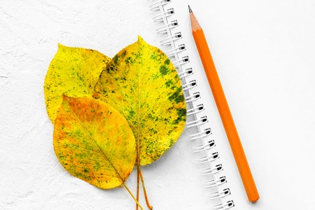 Minimalistic light background with notepad and yellow autumn leaves, copy space. Back to school...