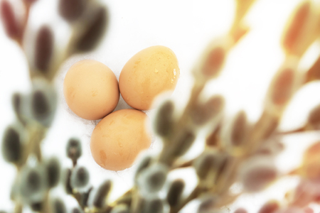 Three Easter eggs lie in the snow and are visible through the branches of a willow, solar lighting, a holiday cardの写真素材