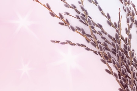 branches of gray willow with cones like an Easter card in a haze of pink and purple hues, copy space, a symbol of faithの写真素材