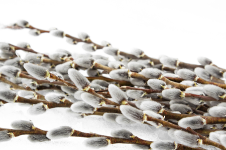 sprigs of fluffy gray willow cut and lie on the snow, Easter cardの写真素材