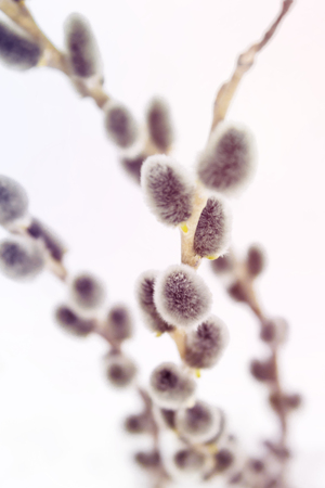 sprigs of fluffy gray willow in a bouquet on a light background are beautifully curved, the concept of religious Easterの写真素材