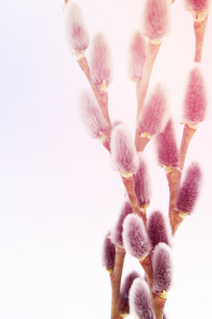 Spring nature background with willow branches and furry catkin in sunlight bokeh , srpingtime background with copy space. Pussy willowの写真素材