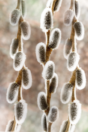 Sprig of fluffy willows on a light gray background, the concept of religious Easterの写真素材