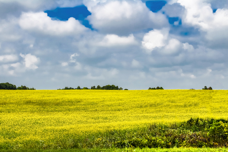 yellow field and white cumulus clouds against a blue skyの写真素材