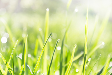 A drop of dew on a green blade of grass, spring fresh young grass in the dew and sparkles of the sun's rays, the effect of blurring bokehの写真素材