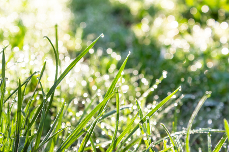 green young grass in the morning dew in early spring, sun glare bokehの写真素材