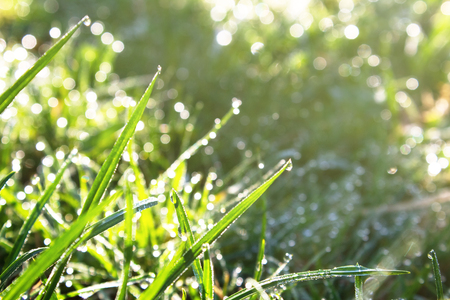 green young grass in the morning dew in early spring highlighted by the rays of the rising sun, space for text, close-up, the effect of blurring bokehの写真素材