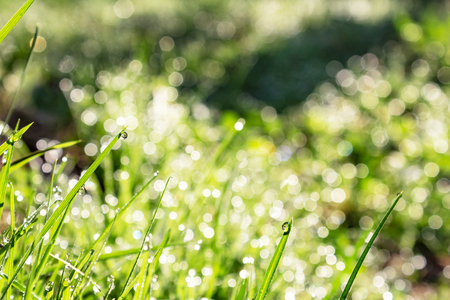 close up of a blade of grass with drops of shiny dew in the sun, the effect of blurring bokehの写真素材
