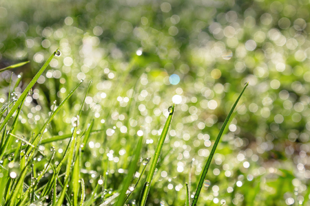 close up of a blade of grass with drops of shiny dew in the sun, the effect of blurring bokehの写真素材
