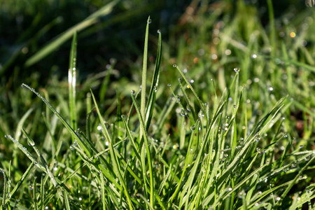 background of dew drops on bright green grassの写真素材