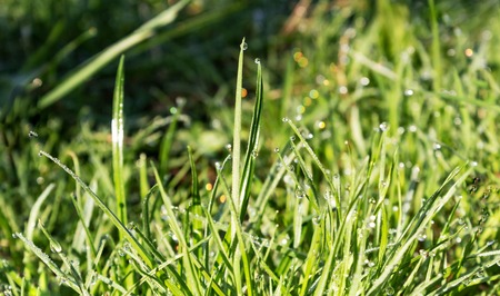Fresh green grass with water droplet in sunshineの写真素材
