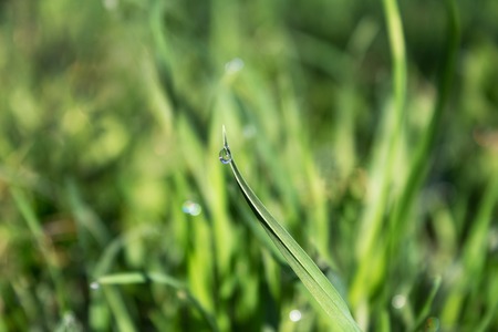 beautiful with glitter drop of dew on a fresh green blade of grass, blurred background, solar lighting, the effect of blurring bokehの写真素材