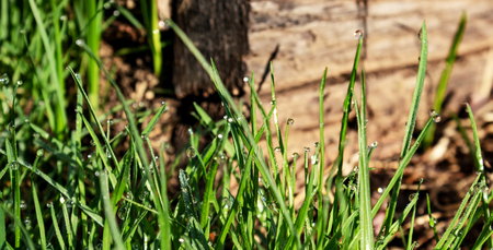 green fresh grass on the background of wooden texture in the garden, illuminated by the rays of the rising sunの写真素材