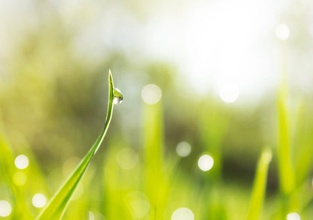 green grass with a shiny drop of dew in the sunshine yellow early in the morning, the effect of blurring bokehの写真素材