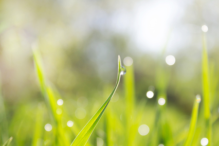 green grass with a shiny drop of dew in the sunshine yellow early in the morning, the effect of blurring bokehの写真素材