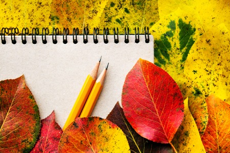 a working notebook on the springs with two pencils are lying in a pile of autumn colored leaves, preparing for school, concept of construction, Back to school , concept of business. Creative flat layの写真素材