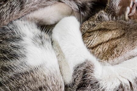 the cat closed her eyes and her nose paw curled up and sleeps in the heat, the fur coloring is gray-white, close-upの写真素材