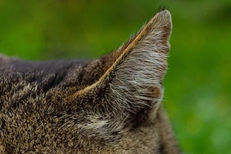 close-up cat ear with the texture of wool and hairs on a green heterogeneous background